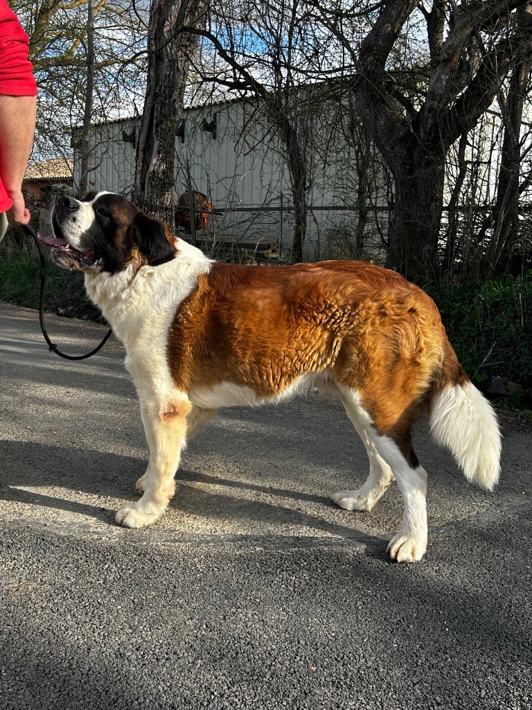 Les Chien du Saint-Bernard de l'affixe De La Fount D'Argent