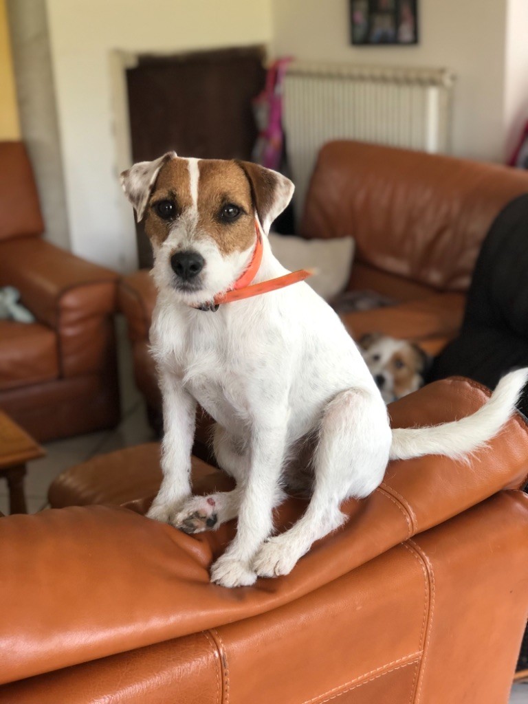 Pixelle Des Coeurs Dévoues