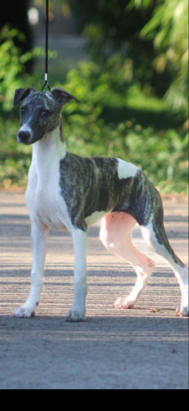 Arrow cupidon kerry du pays de l’auvezere