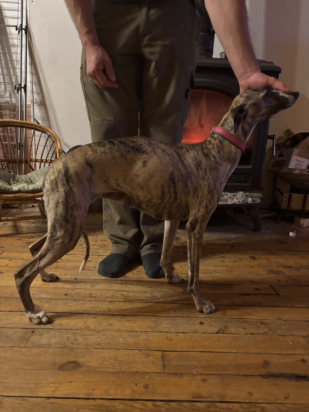 Tara  des Jardins de Becky