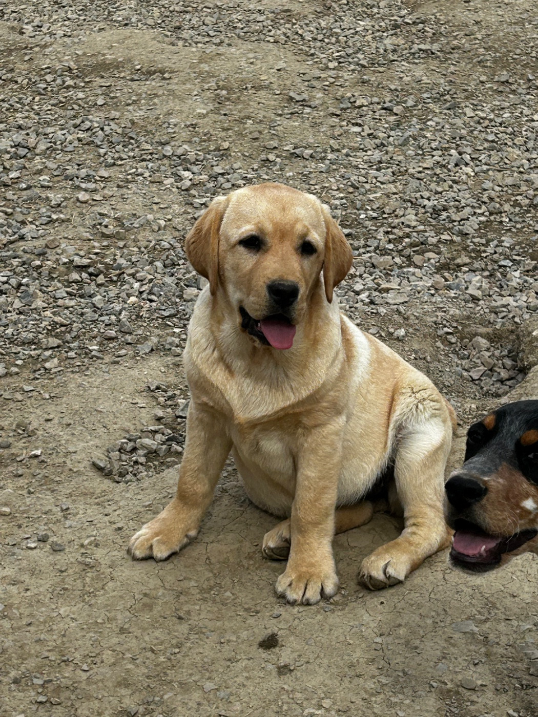 Vanille De sandie landes