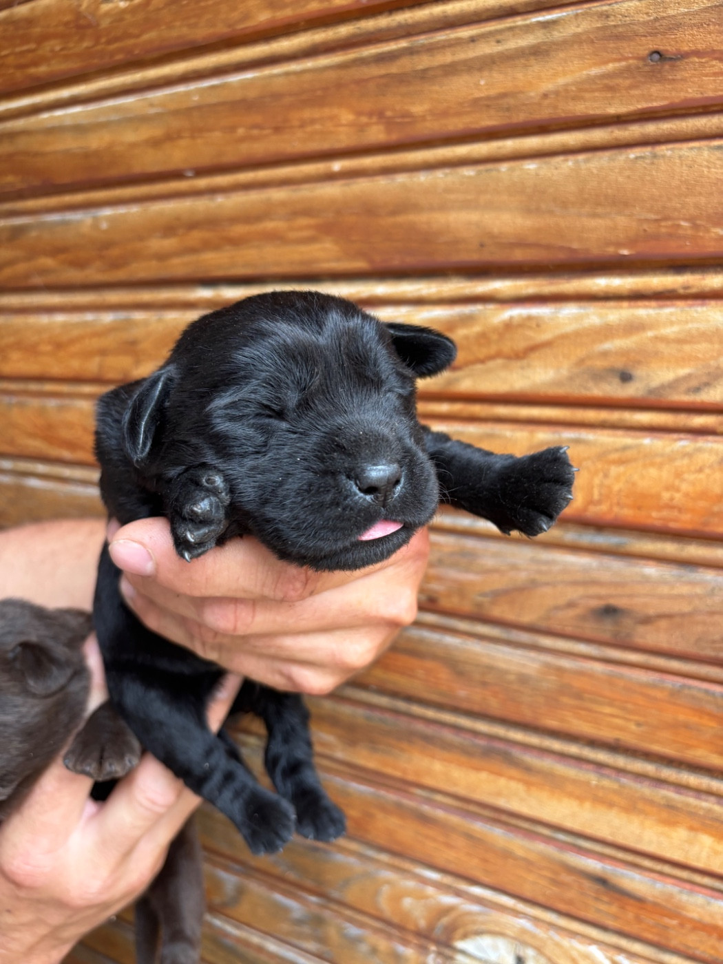 De La Fount D'Argent - Chiots disponibles - Labrador Retriever