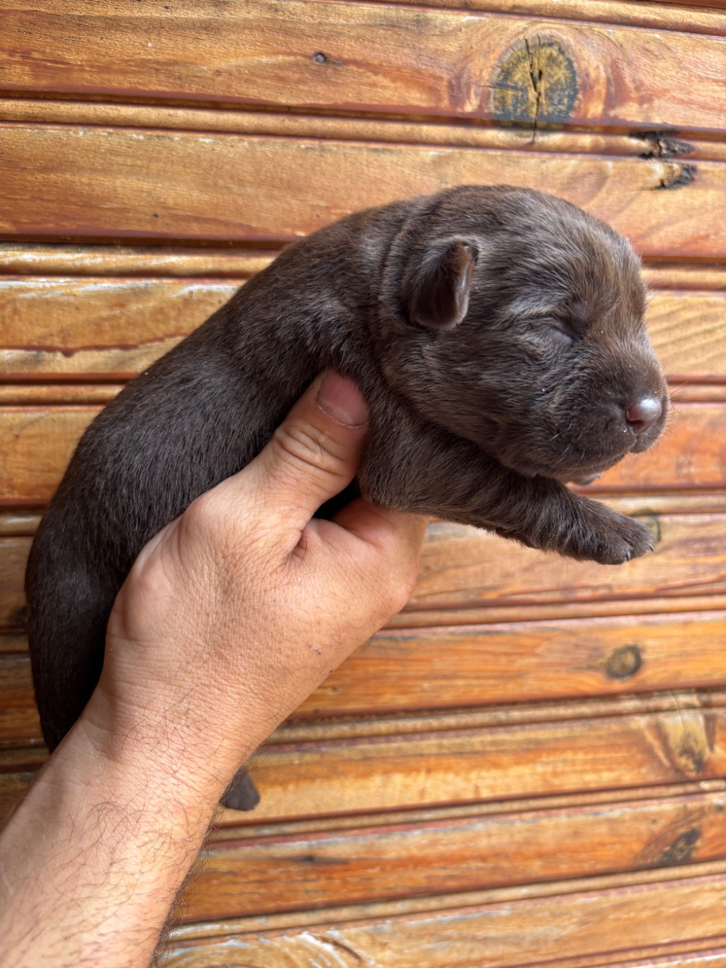 De La Fount D'Argent - Chiots disponibles - Labrador Retriever