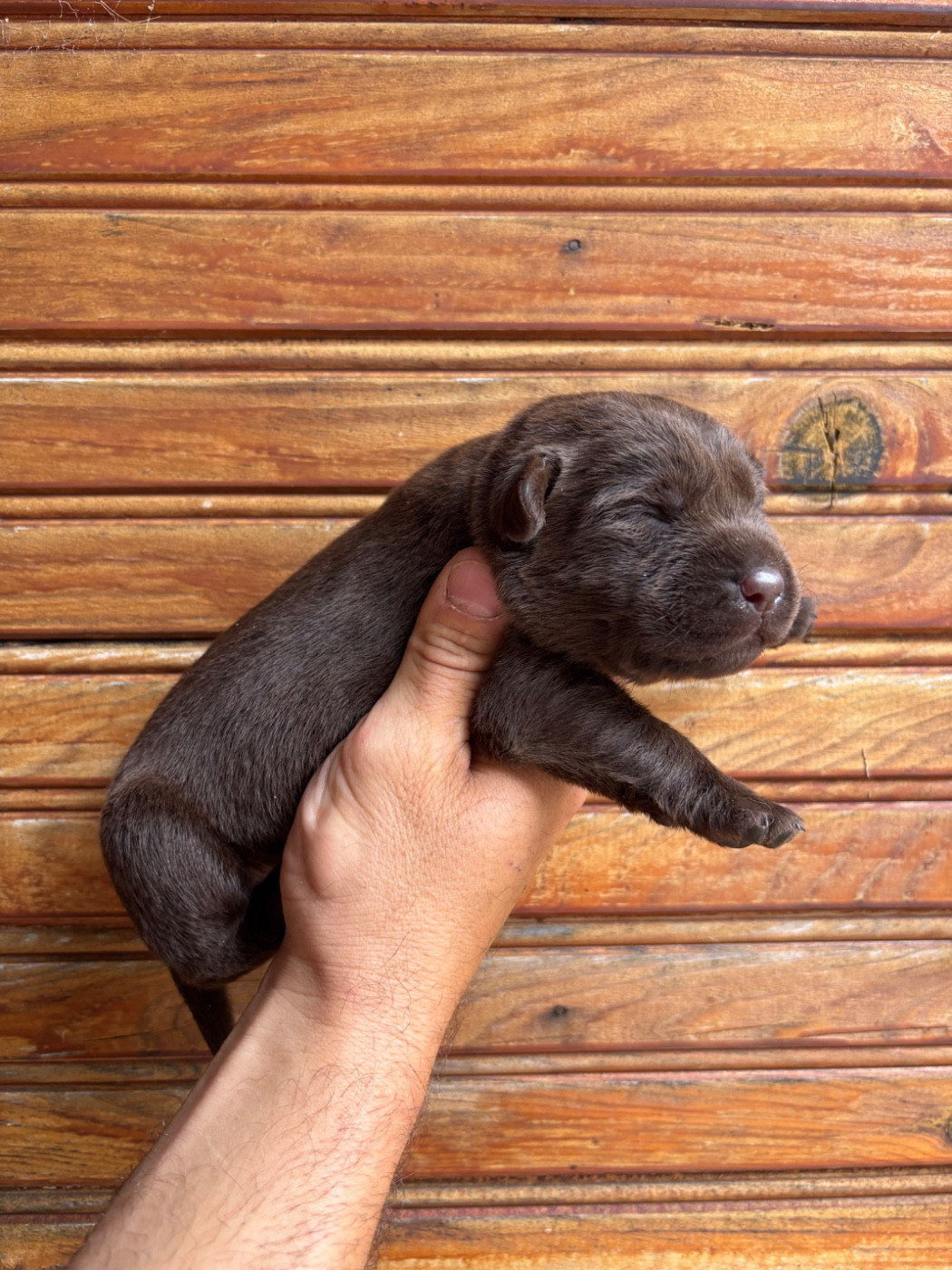 De La Fount D'Argent - Chiots disponibles - Labrador Retriever