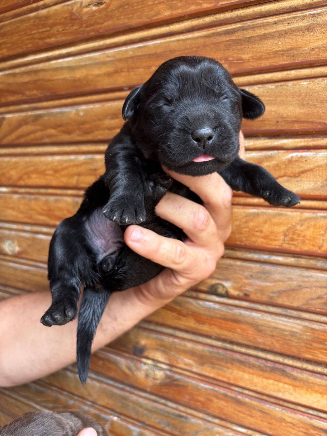 De La Fount D'Argent - Chiots disponibles - Labrador Retriever