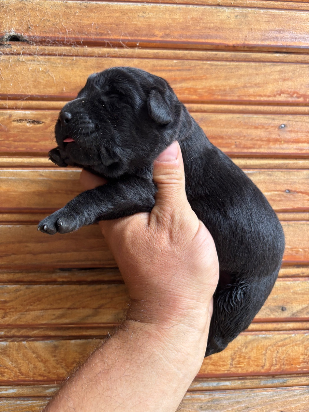 De La Fount D'Argent - Chiots disponibles - Labrador Retriever