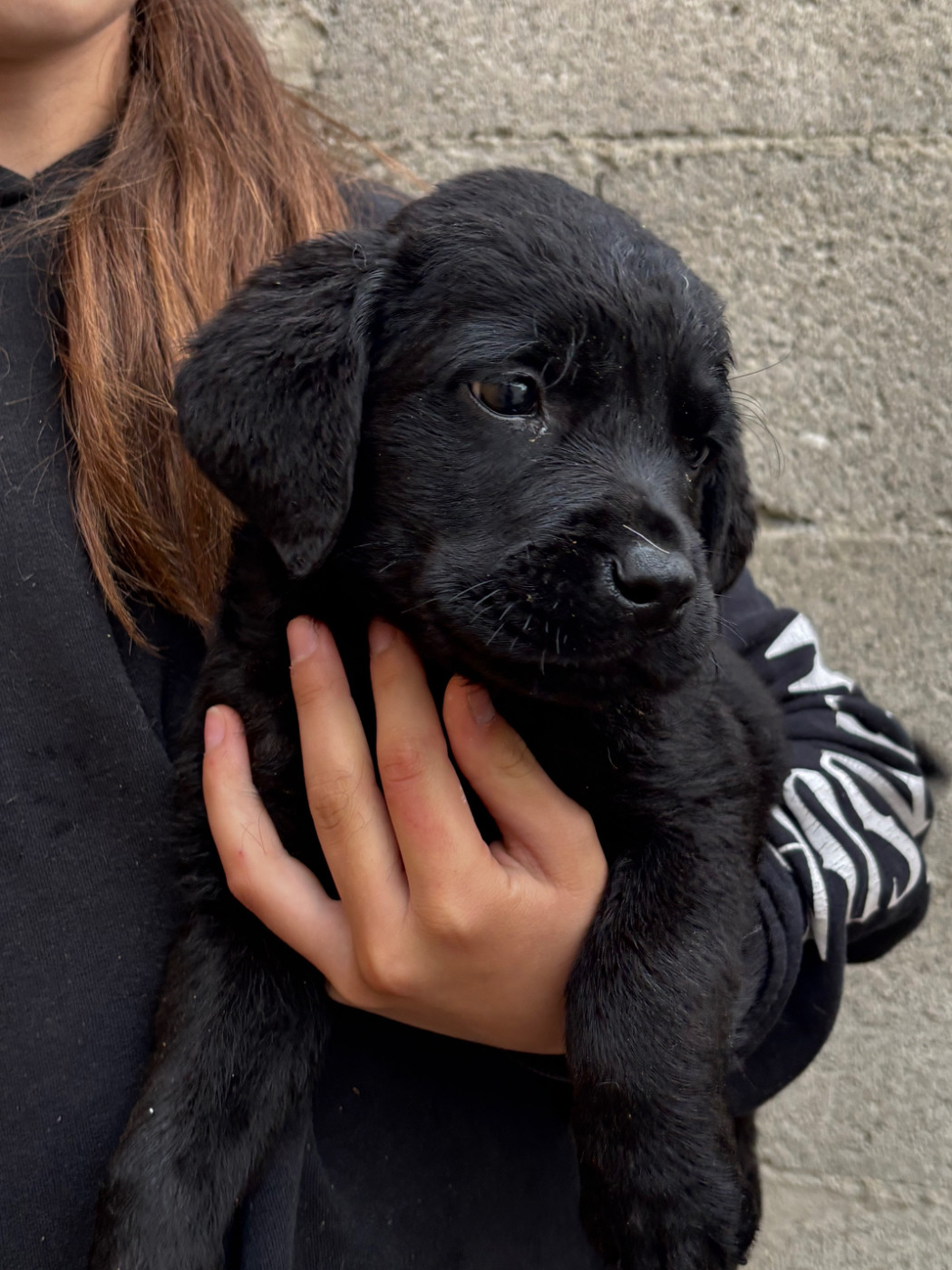 De La Fount D'Argent - Chiots disponibles - Labrador Retriever