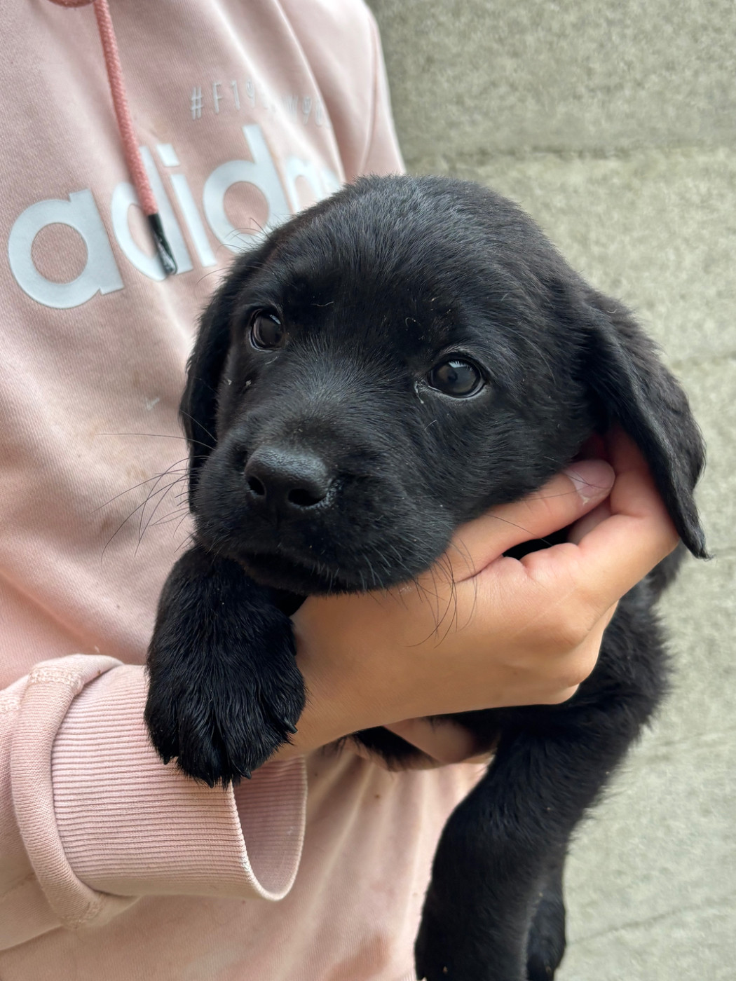 De La Fount D'Argent - Chiots disponibles - Labrador Retriever