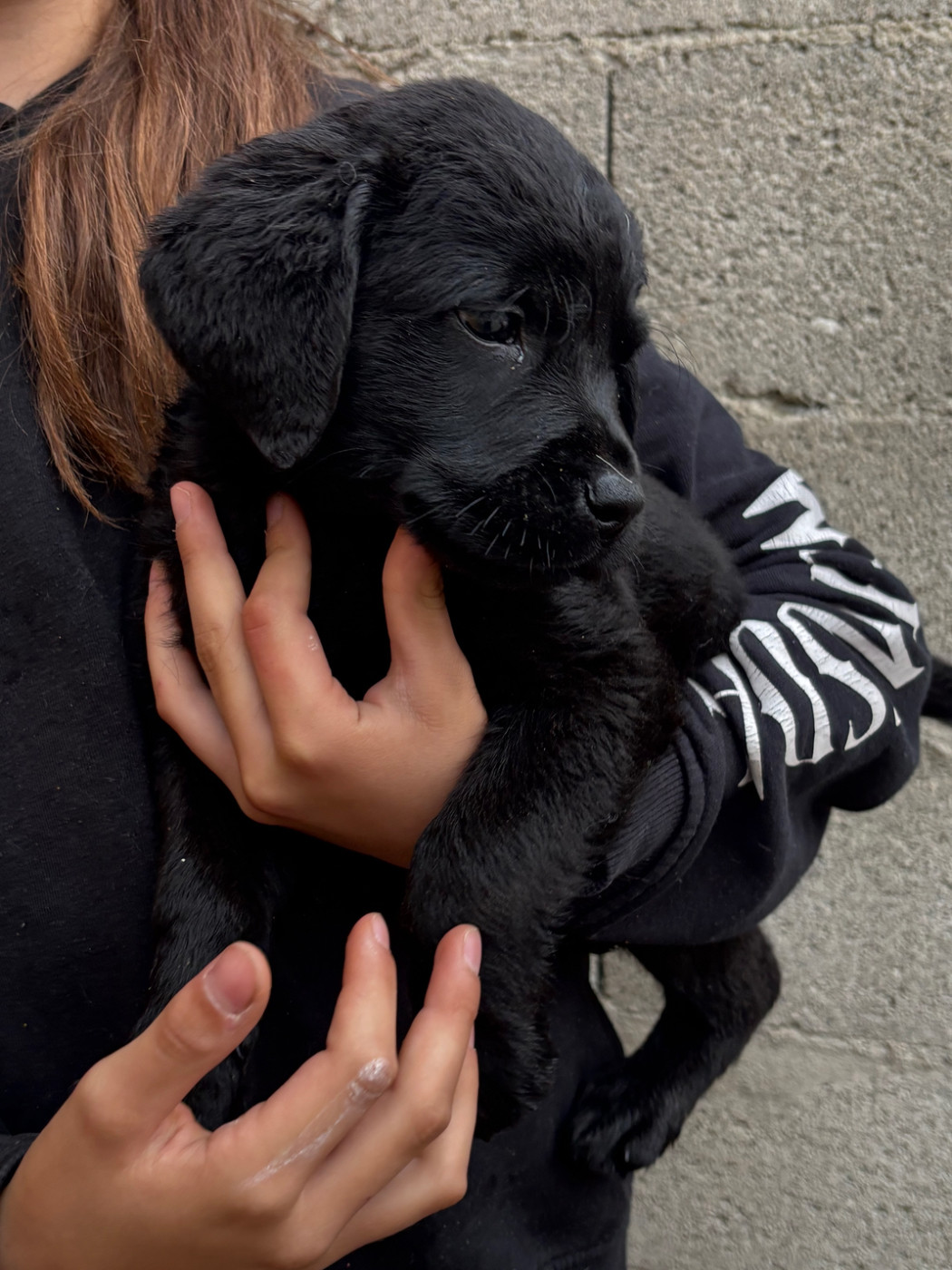 De La Fount D'Argent - Chiots disponibles - Labrador Retriever