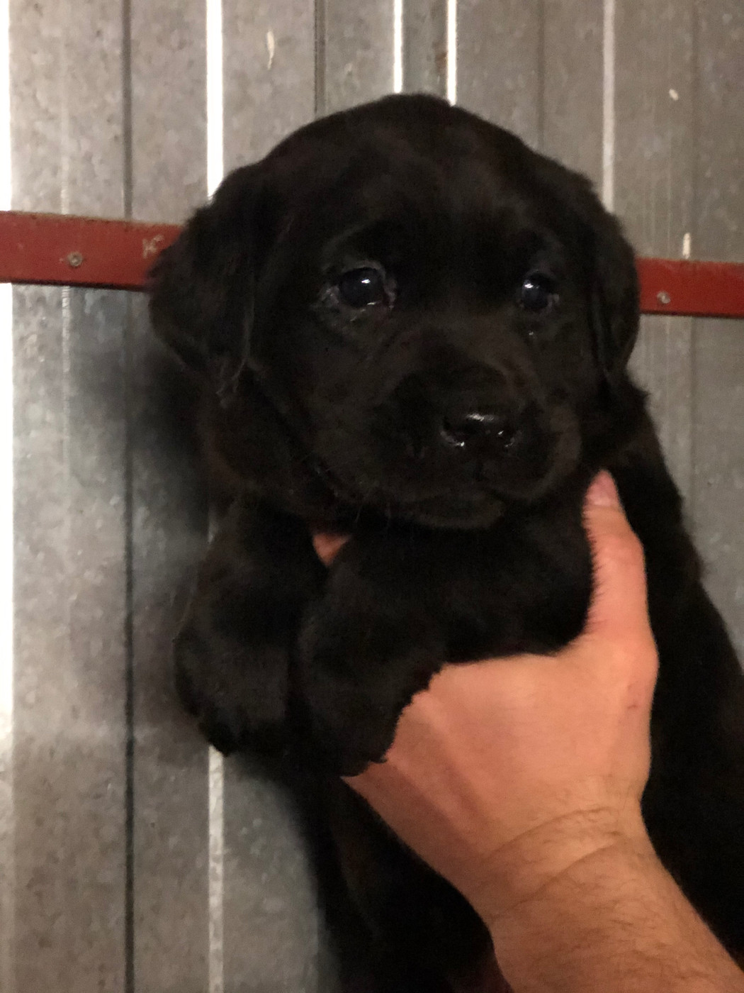 De La Fount D'Argent - Chiots disponibles - Labrador Retriever