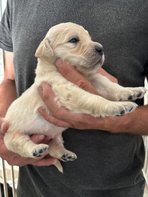 CHIOT 2