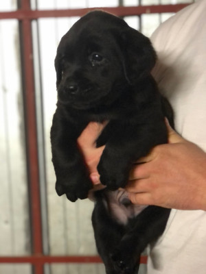 CHIOT 3