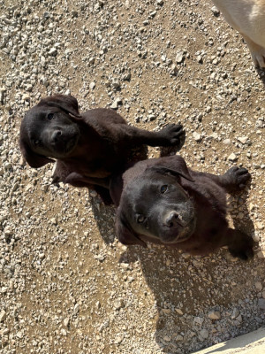 CHIOT 5
